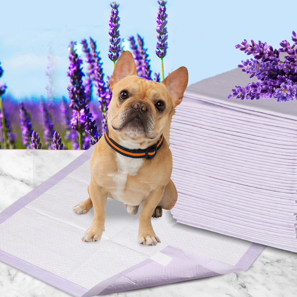 PaWz 200x Pet Dog Toilet Training Pad-1954802567473139718