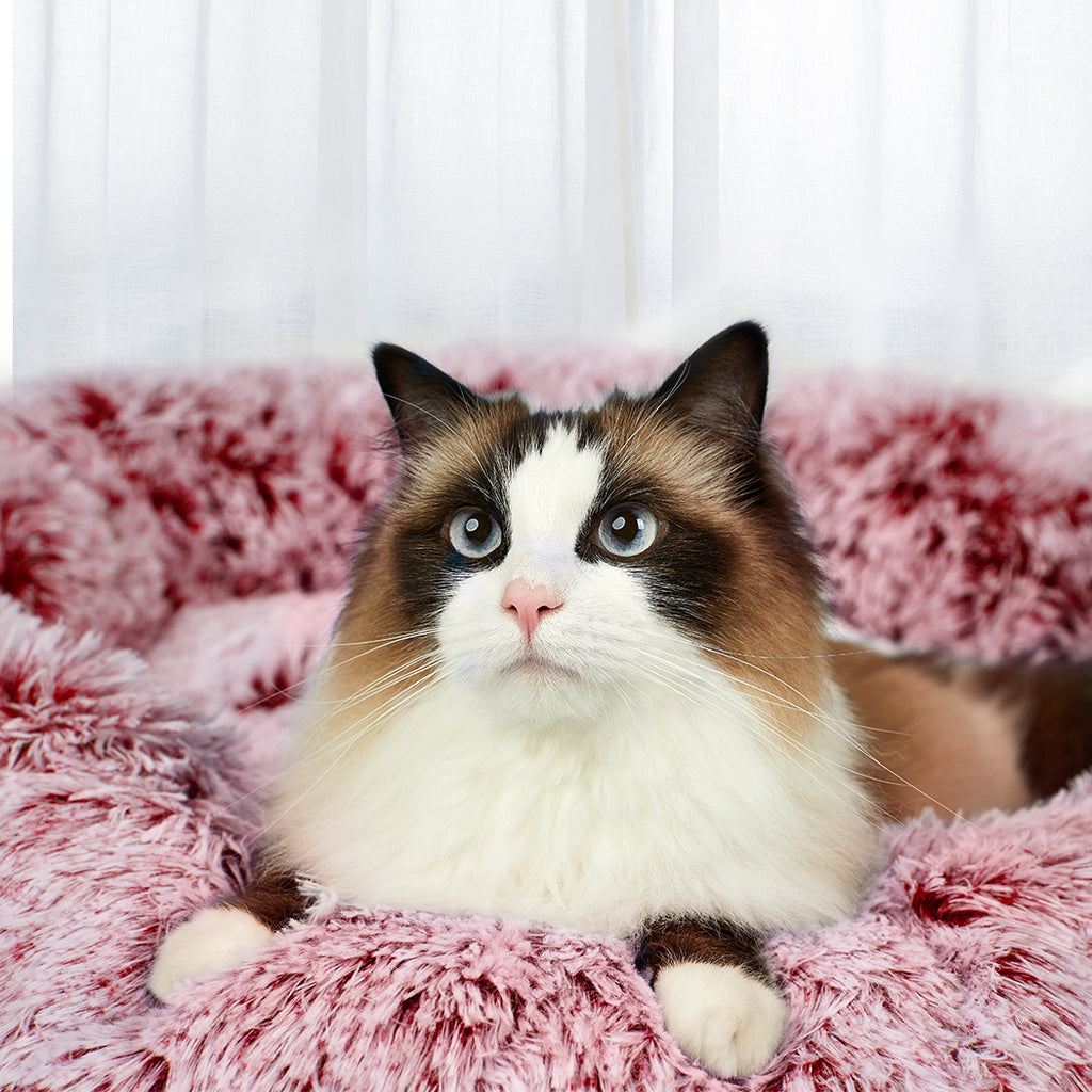 PaWz Pet Bed Memory Foam Dog Donut Pink Large-1954802572019765254