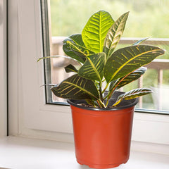 Lambu 100x Plastic Plant Pots Bulk Flowers X-Large-1963748912758132743