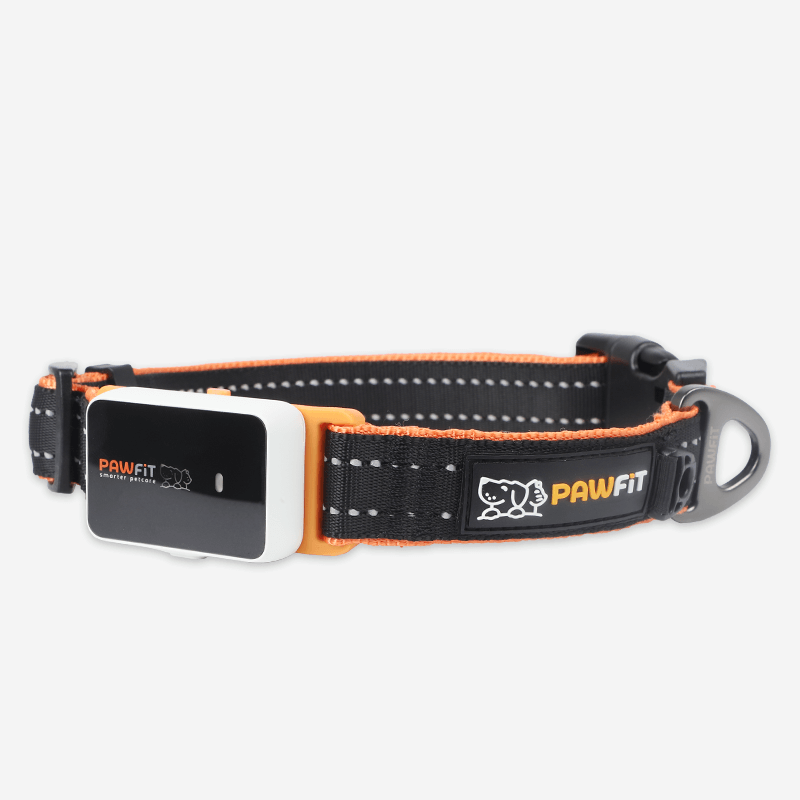 Pawfit 3 Collar Small-1869883042106052608