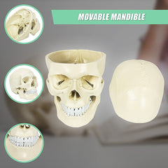 Life Size Anatomical Deluxe Human Skull Model Medical Skeleton Anatomy Replica