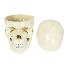 Life Size Anatomical Deluxe Human Skull Model Medical Skeleton Anatomy Replica