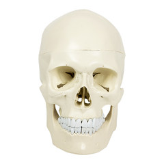 Life Size Anatomical Deluxe Human Skull Model Medical Skeleton Anatomy Replica