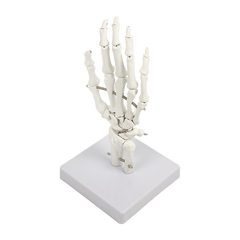 Hand Joint Anatomical Skeleton Model Human Anatomy Study Tool