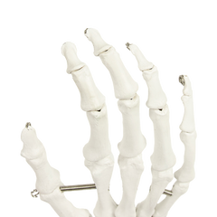 Hand Joint Anatomical Skeleton Model Human Anatomy Study Tool