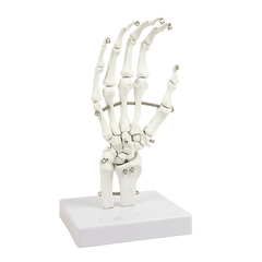 Hand Joint Anatomical Skeleton Model Human Anatomy Study Tool