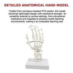 Hand Joint Anatomical Skeleton Model Human Anatomy Study Tool