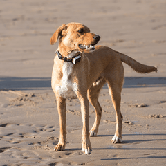 Pawfit 3 Collar Small-1869883042106052610