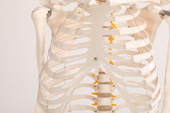Human Skeleton Anatomical Model 180cm