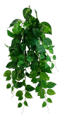 Heart Leaf Philodendron Hanging Creeper Bush 73cm
