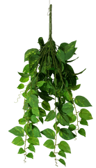 Heart Leaf Philodendron Hanging Creeper Bush 73cm