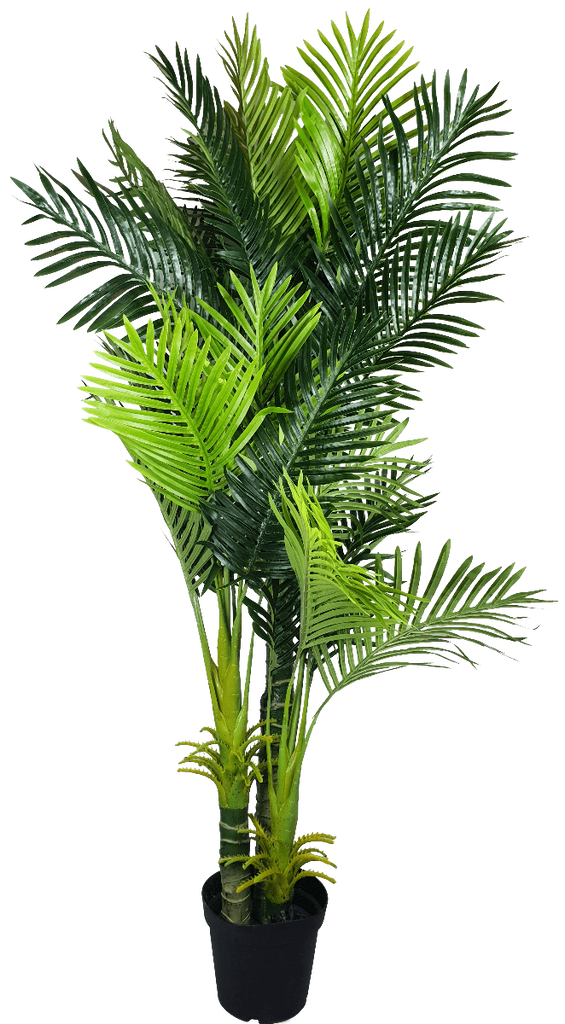 Multi Trunk Hawaii Palm 180cm